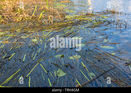 Gemähten Schilf im Wasser eines Sees im Sommer Stockfoto