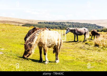 Dartmoor Ponys, Dartmoor Pony, Equus ferus caballus, Dartmoor Pferde, Pony, Ponys, Dartmoor, Devon, Dartmoor Pferd, weidende Pferde, Dartmoor Devon, Stockfoto
