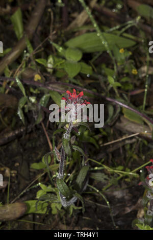 Subtropischen Regenwald mit bunte Blumen umfasst den westlichen Hängen der Anden auf 2200 Meter hohen Bellavista Lodge in Ecuador. Stockfoto