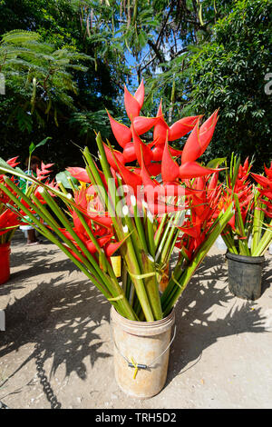 Heliconia Blumen für den Verkauf in Port Vila, Efate Island, Vanuatu Stockfoto