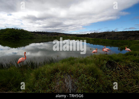 Landschaft mit amerikanischen Flamingos (Phoenicopterus ruber) waten in Salzwasser Lagune, Isabella Island, Galapagos National Park. Stockfoto