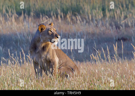 Ein junger männlicher Löwe aufmerksam und auf der Jagd in einem trockenen Flussbett, Kgalagadi Transfrontier Park, Northern Cape Provinz Südafrika Stockfoto