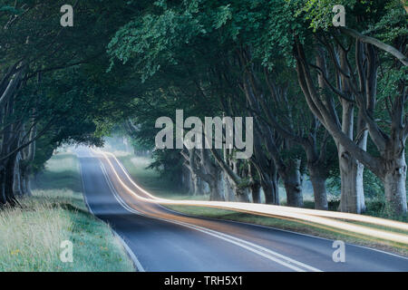 Allee der Bäume entlang der Straße nach Wimborne, Dorset, England, Großbritannien Stockfoto