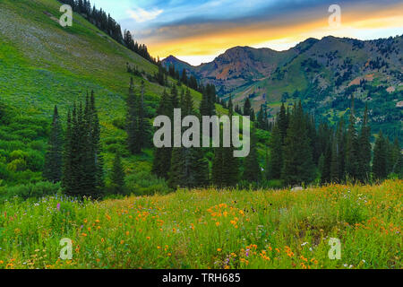 In diesem Schoß die untergehende Sonne leuchtet die Wolken über den Berg Superior im Little Cottonwood Canyon östlich von Salt Lake City. Utah, USA. Diese Ansicht wird von Stockfoto