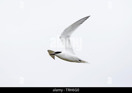 Brandseeschwalbe (Sterna Sandvicensis) Stockfoto