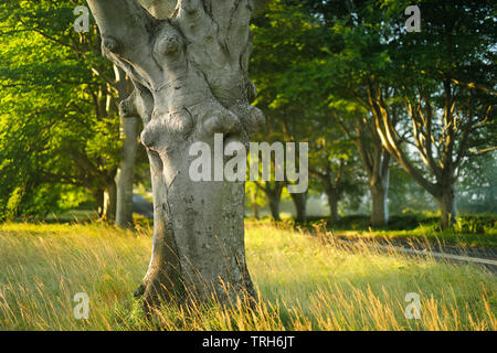 Allee der Bäume entlang der Straße nach Wimborne, Dorset, England, Großbritannien Stockfoto