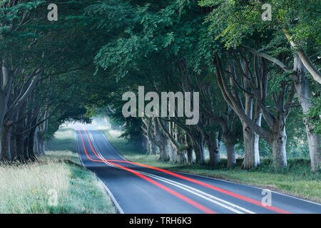 Allee der Bäume entlang der Straße nach Wimborne, Dorset, England, Großbritannien Stockfoto