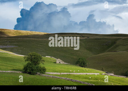 Dappled Licht auf eine Scheune, Hoobank Weide, Kettlewell, Wharfedale, Yorkshire Dales National Park, England, Großbritannien Stockfoto