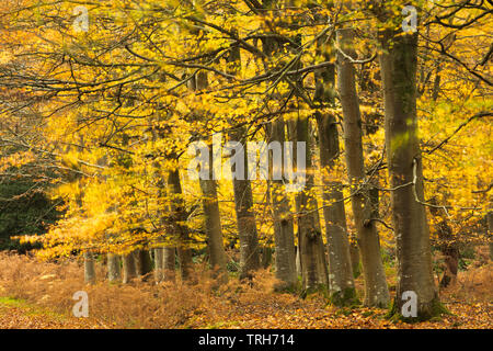 Der Herbst Farbe im Wald, in der Nähe von bloxworth Wareham, Dorset, England, Großbritannien Stockfoto