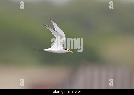 Zwergseeschwalbe (Sterna Albifrons) Stockfoto