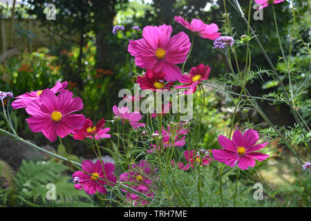 Cosmos Bipinnatus Dazzler Stockfoto