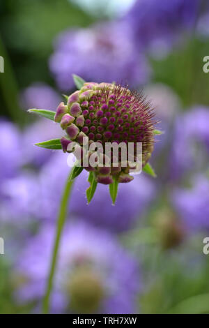 Scabious blau Kokarde, Scabiosa atropurpurea, Blau Kokarde Stockfoto