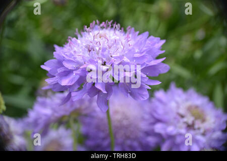 Scabious blau Kokarde, Scabiosa atropurpurea, Blau Kokarde Stockfoto