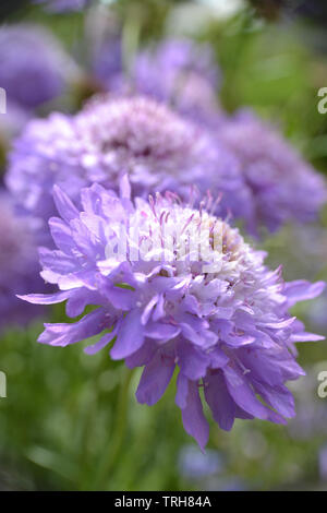 Scabious blau Kokarde, Scabiosa atropurpurea, Blau Kokarde Stockfoto