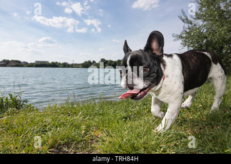 Eine niedliche schwarze und weiße Französische Bulldogge hund Kopf Portrait mit niedlichen Ausdruck in den faltigen Gesicht. Lustig, weil der Weitwinkelobjektiv. Stockfoto