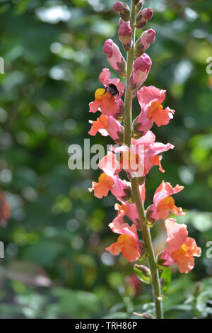 Antirrhinum majus, Chantilly bronze Stockfoto