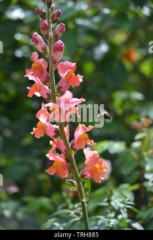 Antirrhinum majus, Chantilly bronze Stockfoto