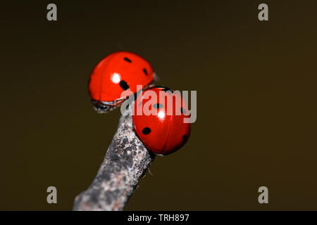 Marienkäfer an einem trockenen Zweig eines Baumes. Kleine rote Insekten auf chemische Anlage. Liebe und Konzept Stockfoto