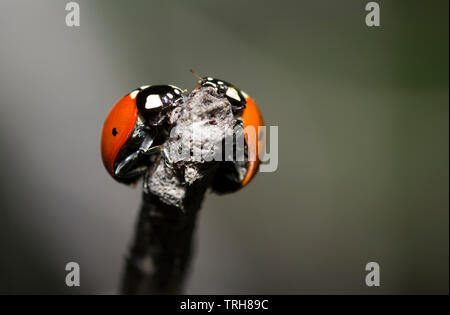 Marienkäfer an einem trockenen Zweig eines Baumes. Kleine rote Insekten auf chemische Anlage. Liebe und Konzept Stockfoto