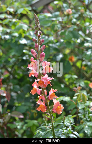 Antirrhinum majus, Chantilly bronze Stockfoto