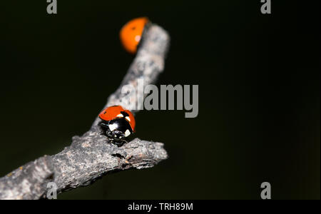 Marienkäfer an einem trockenen Zweig eines Baumes. Kleine rote Insekten auf chemische Anlage. Konzept Streit Stockfoto