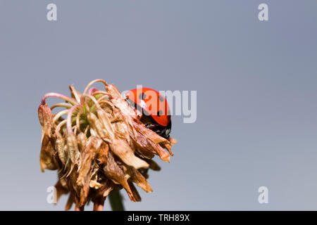 Marienkäfer auf der Blume. Cute makro Marienkäfer im Garten Stockfoto