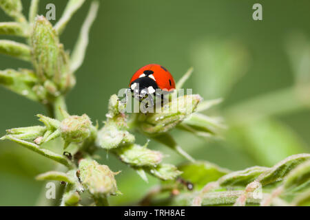 Marienkäfer auf Blüte. Detaillierte makro Bild von Ein Marienkäfer auf einem grünen Blume Stockfoto