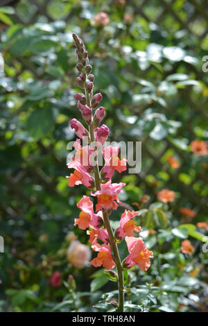 Antirrhinum majus, Chantilly bronze Stockfoto