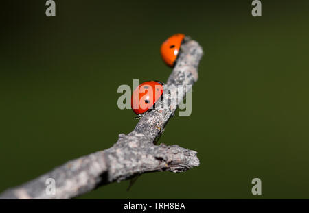 Marienkäfer an einem trockenen Zweig eines Baumes. Kleine rote Insekten auf chemische Anlage. Liebe und Konzept Stockfoto