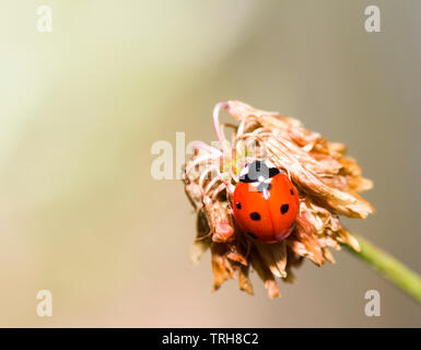Marienkäfer auf der Blume. Cute makro Marienkäfer im Garten Stockfoto