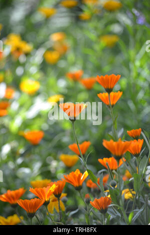 Calendula officinalis, Ringelblumen Futter Garten weg im Sommer Stockfoto