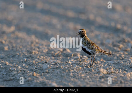 Goldregenpfeifer/Goldregenpfeifer (Pluvialis apricaria) in Zucht Kleid, Bird, Bird Migration, ruht auf Ackerland, Aufruf, Wildlife, Europ. Stockfoto