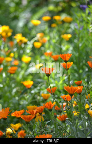 Calendula officinalis, Ringelblumen Futter Garten weg im Sommer Stockfoto