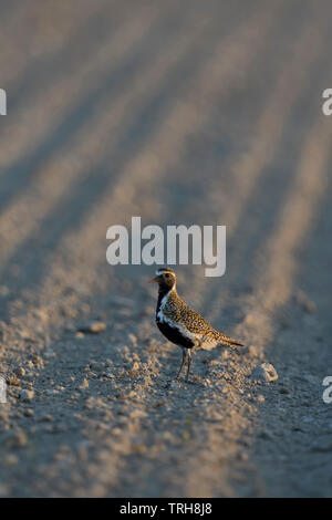 Goldregenpfeifer/Goldregenpfeifer (Pluvialis apricaria) in Zucht Kleid, ein Vogel, auf Ackerland, Wildlife, Europa ruht. Stockfoto