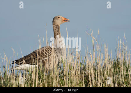 Graugans/Graugans (Anser anser), ein Erwachsener, stehend auf einem kleinen Hügel, rufe an, am frühen Morgen Licht, Wildlife, Europa. Stockfoto