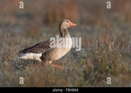 Graugans/Graugans (Anser anser), ein Erwachsener, wandern durch den wilden Umgebung, im typischen Lebensraum, Morgenlicht, Wildlife, Europa. Stockfoto