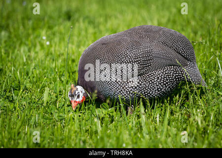 Freie Strecke behelmte guineafowl (Numida meleagris) jagen Insekten auf einer Wiese an einem sonnigen Tag Stockfoto