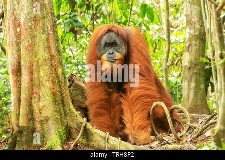 Männliche Sumatra Orang-Utans (Pongo abelii) auf dem Boden im Gunung Leuser Nationalpark, Sumatra, Indonesien. Sumatra Orang-Utans ist endemisch auf der Stockfoto