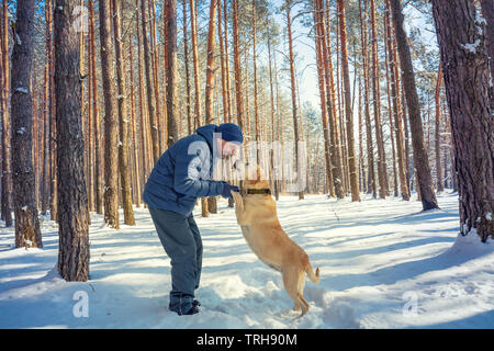 Glückliche Menschen mit der Labrador Retriever Hund zu Fuß auf einem verschneiten Kiefernwald an einem sonnigen Wintertag Stockfoto