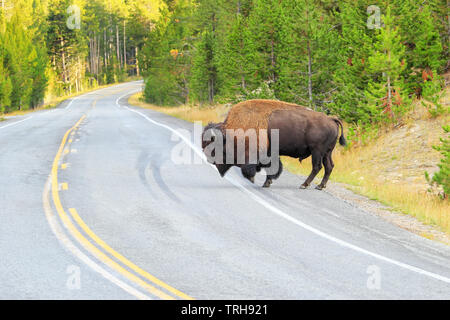 Männliche bison Kreuzung Straße in Yellowstone National Park, Wyoming, USA Stockfoto