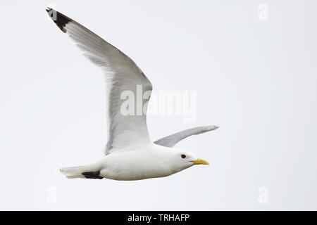 Dreizehenmöwe (Rissa Tridactyla) Stockfoto