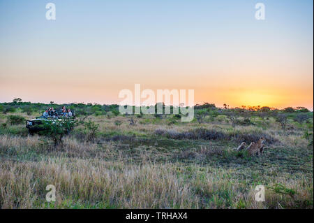 Touristen beobachten, eine Mutter von Geparden und ihren Jungen an der Phinda Private Game Reserve andBeyond besessen, ein Naturschutzgebiet im östlichen Südafrika. Stockfoto