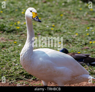 Bewick's Swan at Slimbridge Stockfoto