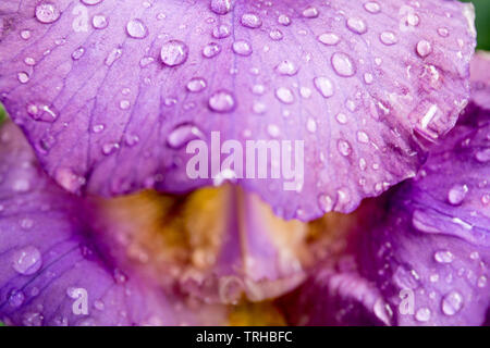 Purple Iris bloom Griffel und Blütenblätter closeup Bärtigen. Innere von Iris Blume, lila, violett, gelb und weiß. Makro Foto von Iris. Stockfoto