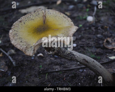 Reifer Honigpilz, Armillaria mellea Stockfoto