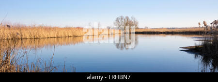 Baum am See des Abwasser Felder, Münster, Münsterland, NRW, Deutschland, Europa Stockfoto