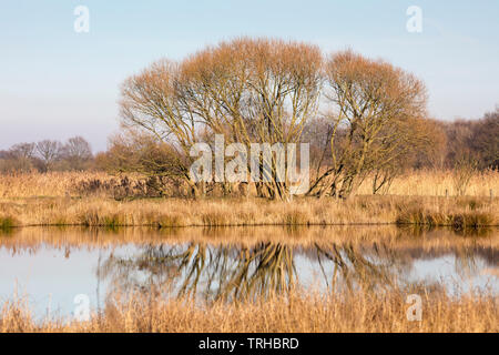 Baum am See des Abwasser Felder, Münster, Münsterland, NRW, Deutschland, Europa Stockfoto