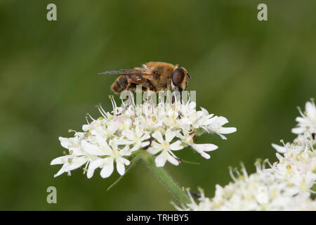 Detaillierte Seitenansicht (Makroaufnahme) eines wilden britischen Bieneninsekts, das draußen auf weißer Blütenblüte isoliert ist. Stockfoto