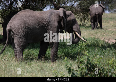 Afrikanische Elefanten (Loxondonta Africana), Beweidung, Tarangire NP, Tanzania, E. in Afrika, durch Dembinsky Foto Assoc Stockfoto