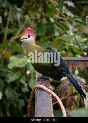 Red-Crested turaco Stockfoto